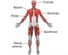 Нарушение тонуса и заболевания мышц (термины)